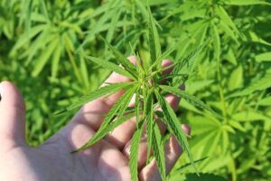 Cannabis voedingstoffen