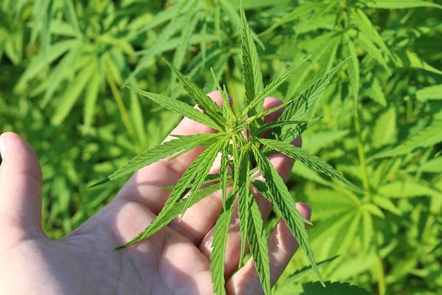 Cannabis voedingstoffen